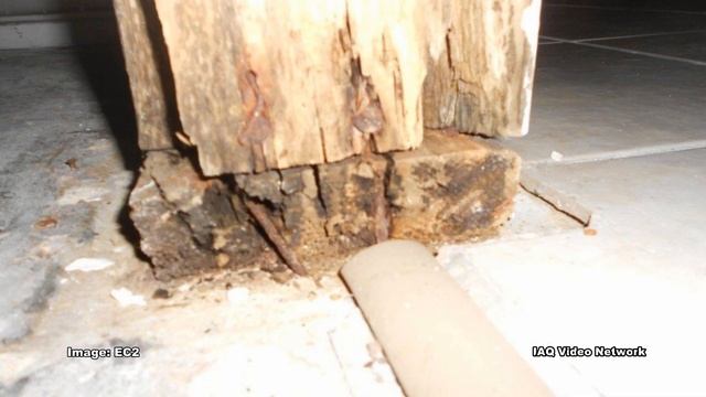 Wood Decay, Rot & Surface Fungi