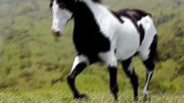 Doston Ubaydullayev Va Bojalar Tulpor