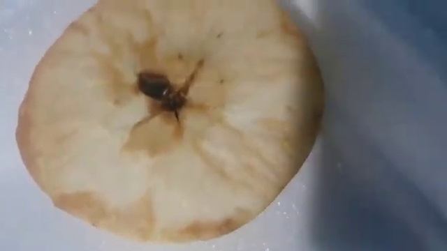 Grupo 5 ( Biología) Descomposición De  La Manzana UCV