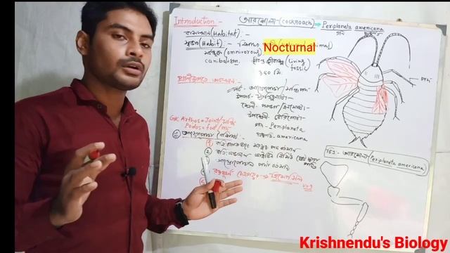 Cockroach(আরশোলা) // Periplaneta Americana//Introduction and Practical //(Bengali) for class 11 смотреть онлайн