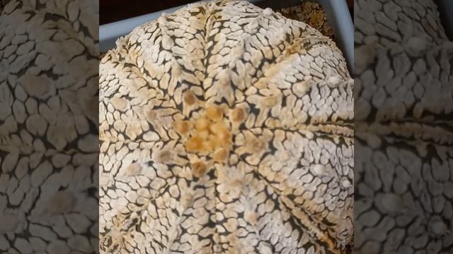 The details information about astrophytum super kabuto v type cactus. смотреть онлайн