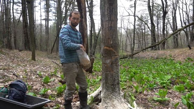 Inoculating Yellow Oyster Mushrooms On Stumps