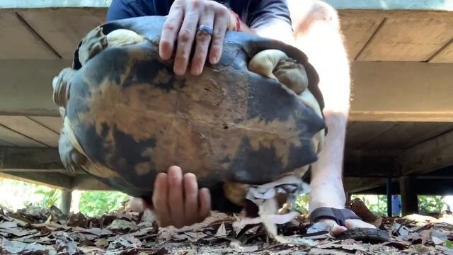 Thailand VLOG 8: House of 1000 Turtles!!!!! смотреть онлайн