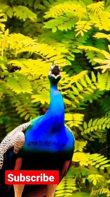 peacock sound video #peacock #shorts #viral смотреть онлайн