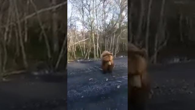 семейство кормит медведя смотреть онлайн