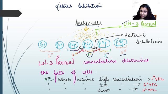 Vulve Formation on Caenorhabditis Elegans | Life Science | Target CSIR-UGC NET 2020/2021 | Debashre смотреть онлайн