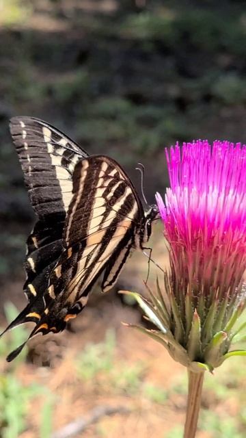 Beautiful and Amazing butterflies смотреть онлайн