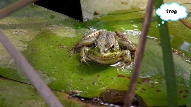 Wild Animal Sounds For Toddlers - Lion, Tiger, Alligator, Bear, Wolf, Whale - Animal Moments смотреть онлайн