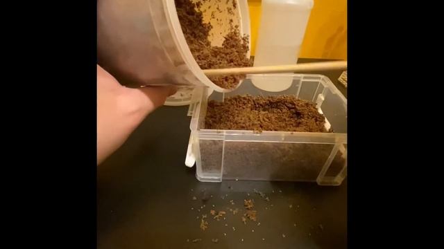 Re-housing Dynastes Grantii смотреть онлайн