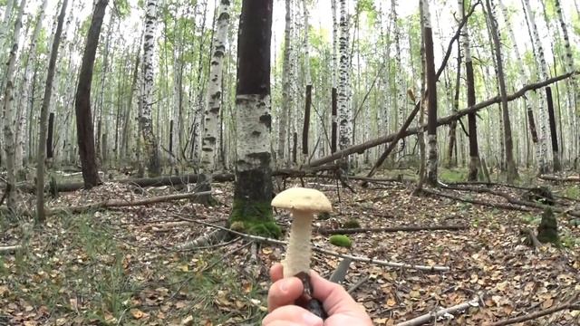 Поход за грибами 2017.В лес за подберёзовиками.Грибы. смотреть онлайн