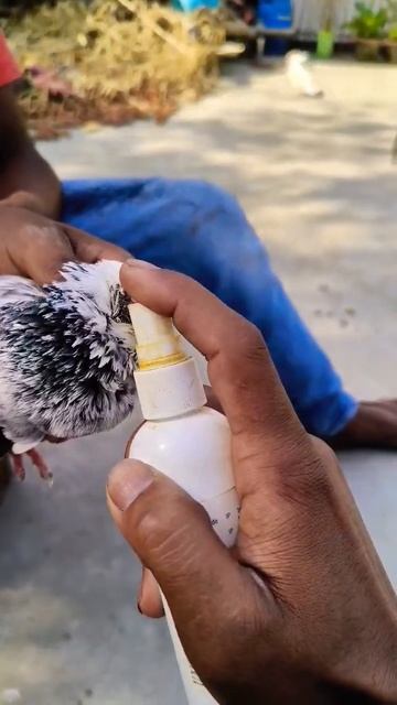 Bhai ne kabutar ke aankh ka ilaj ke liye spray lagaya 😭😭😱😱#pigeon#treatment#viral#shorts#video смотреть онлайн