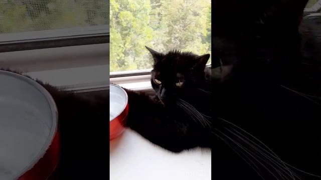 Гузик в шубе и ЖАРА...😅 смотреть онлайн