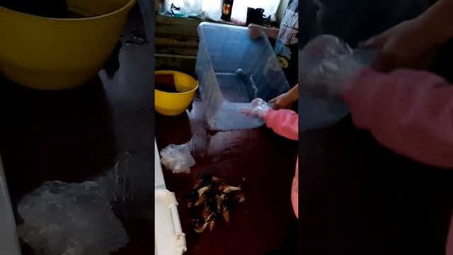 Уборка у улиток