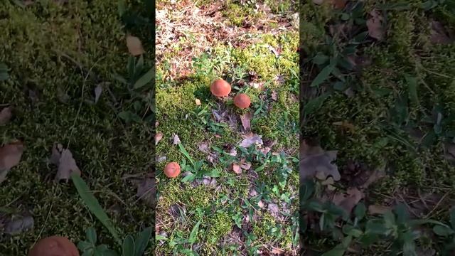 Грибная семья на тропе