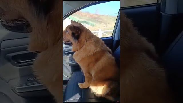 пробиваемся через пробки домой с красоткой хитропопой смотреть онлайн