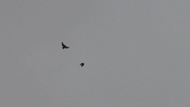 удачная атака тетеревятником 26 12 2015г смотреть онлайн