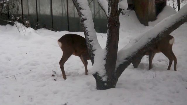косули в саду - deer in the garden смотреть онлайн