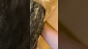 Как приучить годовалого кота к новому домику?