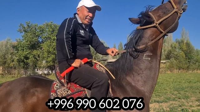 сатылды КАХАРМАНДЫН УРУГУ 👆ШҮГҮР 😱пегас КАРА-КУЛЖАДА атты сына смотреть онлайн