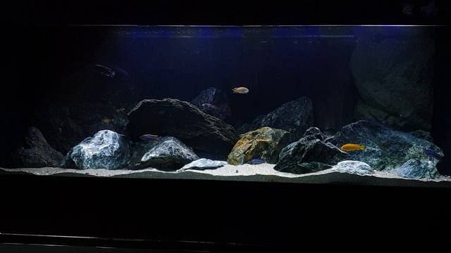 Linee guida per lluminare una vasca Malawi смотреть онлайн