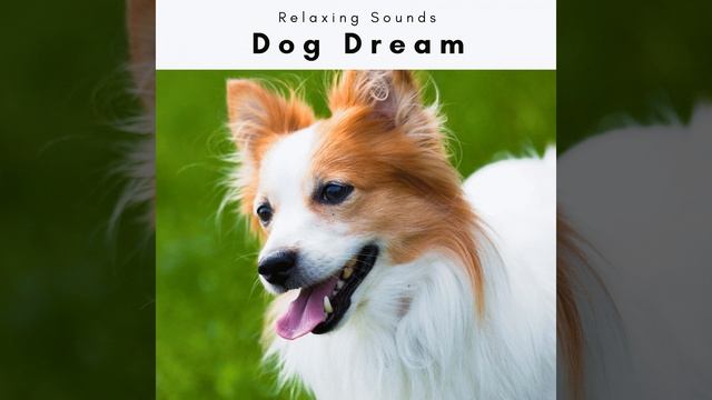 Music of Natural Ocean for Dogs Total Dream Pt. 2 смотреть онлайн