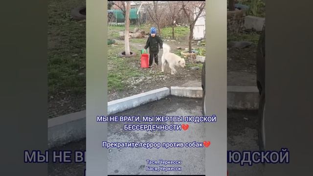 ❗️❗️🐾ЗАПУСКАЕМ ФЛЕШМОБ ПРОТИВ ЖИВОДЁРОВ 🐾❗️❗️ПРЕСТУПНИК ДОЛЖЕН БЫТЬ НАКАЗАН ПО ЗАКОНУ! смотреть онлайн