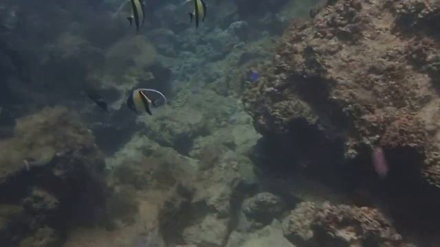 備瀬崎 の海中 　サザナミヤッコ смотреть онлайн