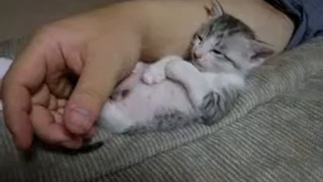 котёнок смотреть онлайн