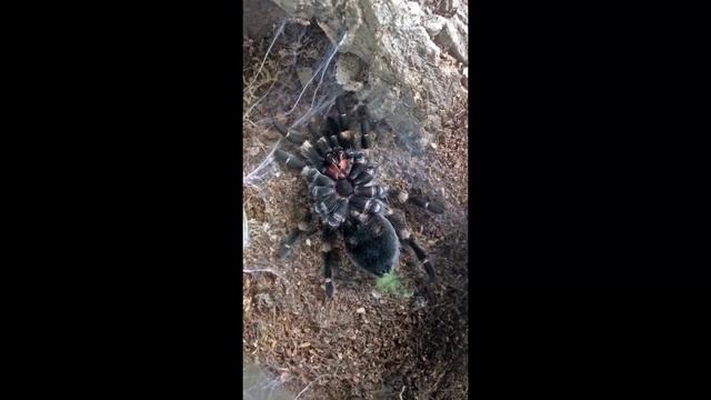 Brachypelma smithi timelapse molt over 3 hours! смотреть онлайн
