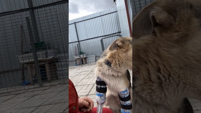Ласкуша наша ❤️ смотреть онлайн