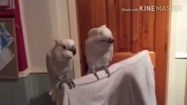 Хотите себе токого танцуриста?0_0до конца пожалуйста 😂 смотреть онлайн