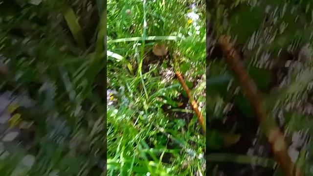 22 июля 2023г.Ну оооочень много грибов!!!. Наш формат!!! 😇😇😇🌲🌲🌲