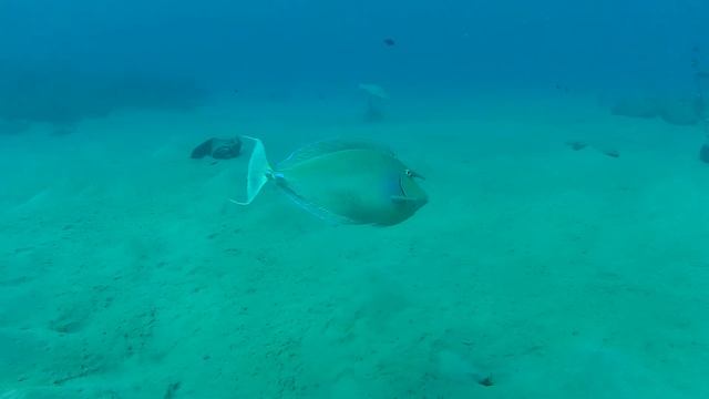 Unicorn Fish смотреть онлайн