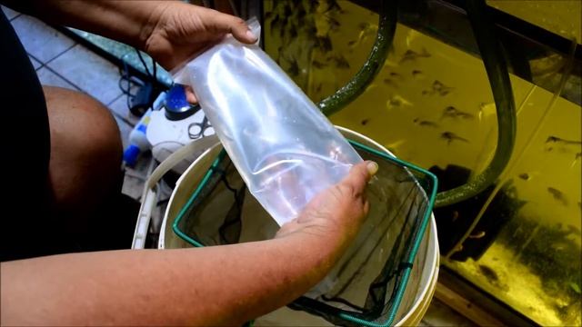 unboxing from uncle sams discus #3 смотреть онлайн