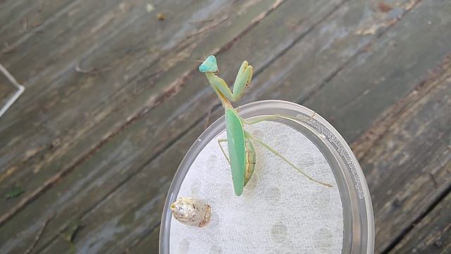 Hierodula venosa with ootheca смотреть онлайн