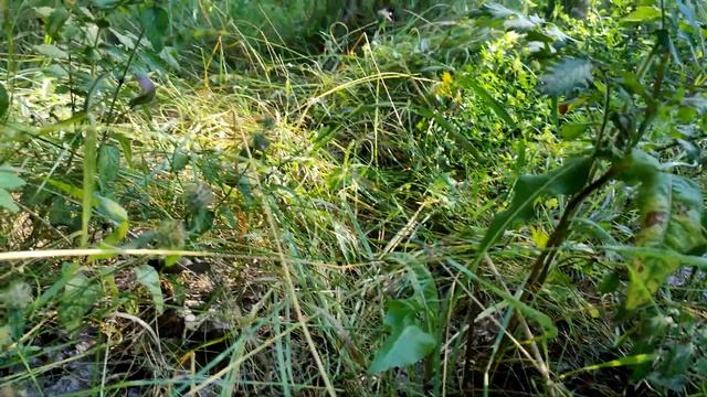 Набрали грибов, которые выросли за два дня!