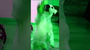 Зелёная собака|1 час