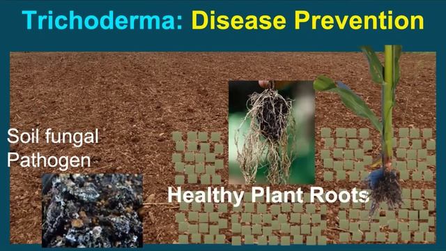 Episode 21 Trichoderma -  Highly Effective Control of Crop Diseases & Excellent Soil Health Input
