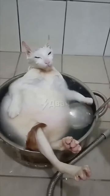 Приготовили кота смотреть онлайн