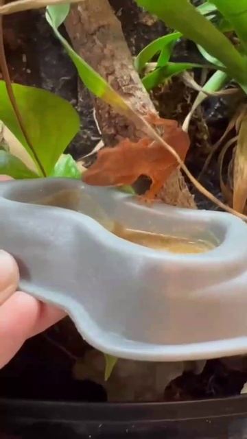 Бананчик в подарок подписчику 🔥 #мимимико #panteric #exomenu #эублефар #геккон #gecko смотреть онлайн