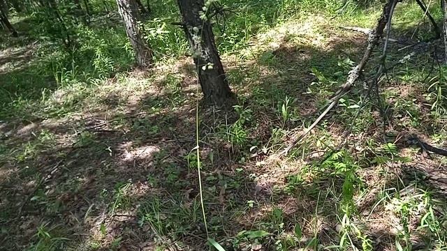 за грибами #грибы #грибочки #грибы2023 #грибнойсезон смотреть онлайн