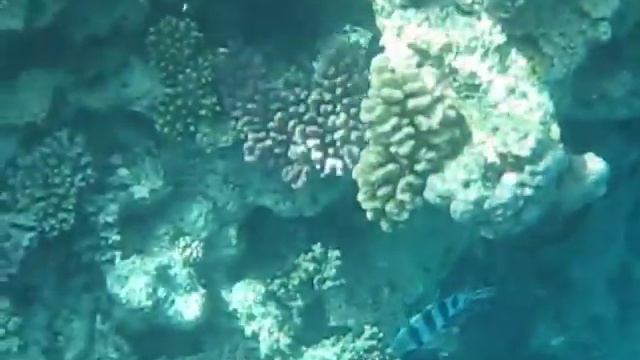 Snorkeling in Hurghada Egypt смотреть онлайн
