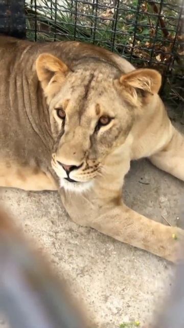 Красотка юная Катюша. смотреть онлайн