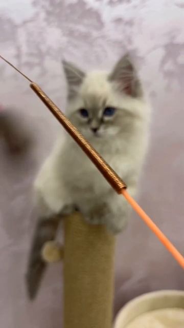 Alisa Snow Galaxy цвет a 2133 (блю табби пойнт) Дата рождения 21.08.2022г. смотреть онлайн