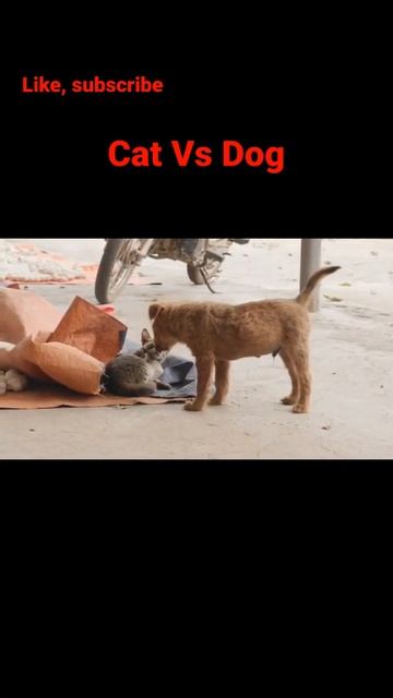 Cat Vs Dog & funny videos #dog #cat 🐱🐱🐕🦺🐕🦺 смотреть онлайн
