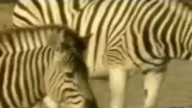 Zebra Tiere Animal Natur SelMcKenzie Selzer-McKenzie смотреть онлайн