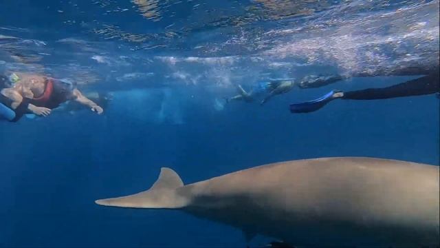 Egypt red sea marsa Alam the dugong смотреть онлайн