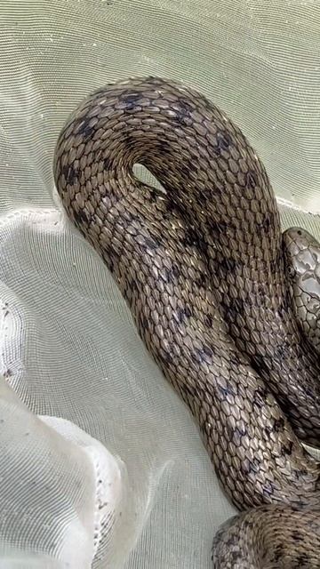 #armenia #hayastan #erevan #fish #ishxan #армения #ереван #змей #змея 😊 смотреть онлайн