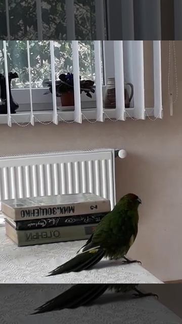 какарик общается с другом из интернета😀🦜 смотреть онлайн