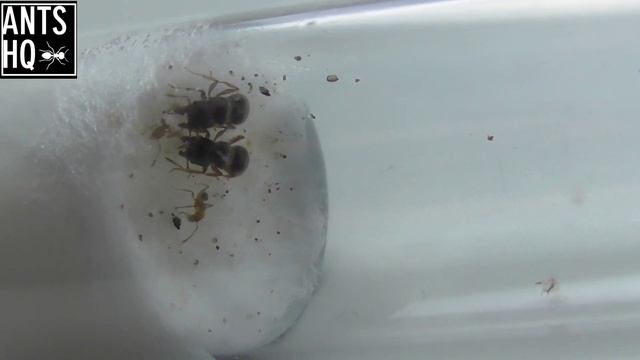 AntsHQ Pheidole Pieli Unboxing (Big Headed Ants) смотреть онлайн